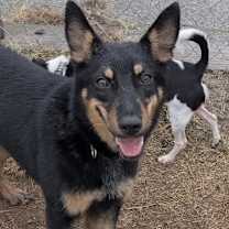 Thumbnail photo of OPAL #2