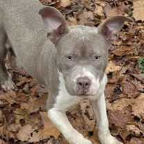 Thumbnail photo of MUSHU #4