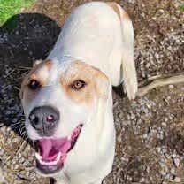 Thumbnail photo of Lyra #2