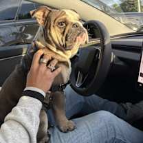 Thumbnail photo of Bronco #1