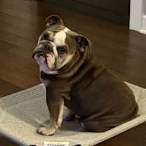 Thumbnail photo of Bronco #4