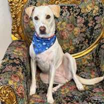 Thumbnail photo of Blue #2