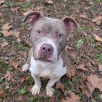 Thumbnail photo of MUSHU #3