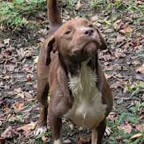 Thumbnail photo of CHICKY #2