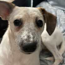 Thumbnail photo of Dixie #1