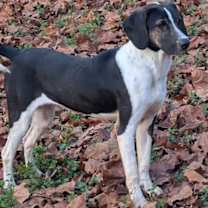 Thumbnail photo of HARRY #4