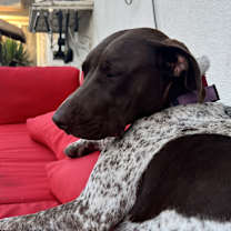 Thumbnail photo of Ruby #4