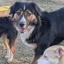 Thumbnail photo of HAPPY/ADOPTED #2