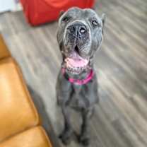 Thumbnail photo of Birdie blue #4