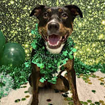 Thumbnail photo of NY Toby (Home Babylon) #3