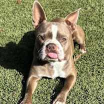 Thumbnail photo of Beanie Baby #1