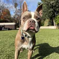 Thumbnail photo of Beanie Baby #4