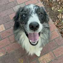 Thumbnail photo of Poe #1