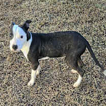 Thumbnail photo of HAZEL #4