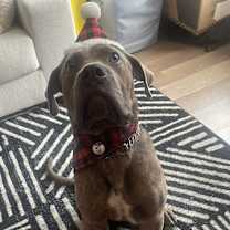 Thumbnail photo of Draco #2