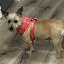 Thumbnail photo of Opal #1