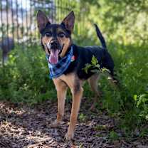 Thumbnail photo of Whim #3