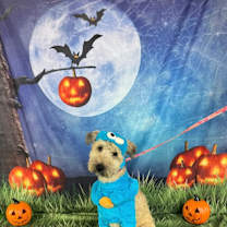 Thumbnail photo of Moana #3