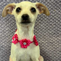 Thumbnail photo of Heidi #2