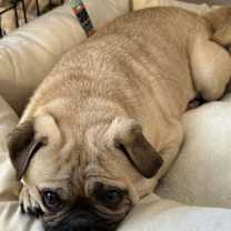 Thumbnail photo of Kaius #3