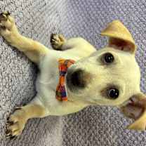 Thumbnail photo of Henry #3