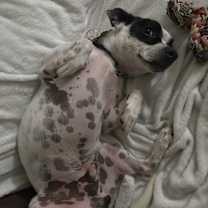 Thumbnail photo of MERLE #2