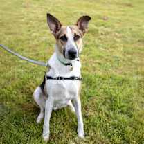 Thumbnail photo of Cosmo #1