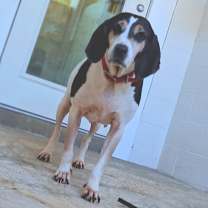 Thumbnail photo of Lynn 0387 #1