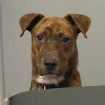 Thumbnail photo of Vivien Leigh #1