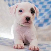 Thumbnail photo of Astonish #1