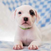 Thumbnail photo of Astonish #3