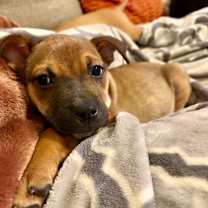 Thumbnail photo of Katniss #2