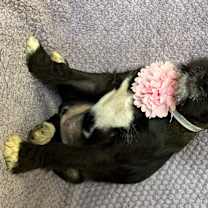 Thumbnail photo of Clover #3