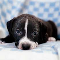 Thumbnail photo of Wonder #2