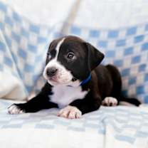 Thumbnail photo of Wonder #4