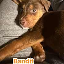 Thumbnail photo of Bandit #1