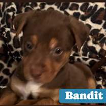 Thumbnail photo of Bandit #2