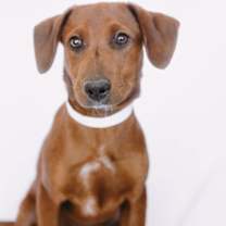 Thumbnail photo of Dasher *Arriving 1/10* #1