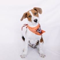 Thumbnail photo of Blitzen *Arriving 1/10* #1