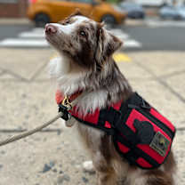 Thumbnail photo of Max #1