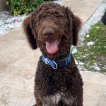 Thumbnail photo of MILO #1