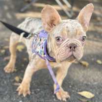 Thumbnail photo of JULIETT #2