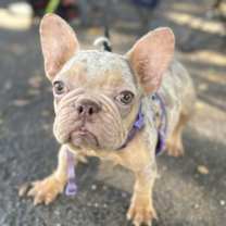 Thumbnail photo of JULIETT #3