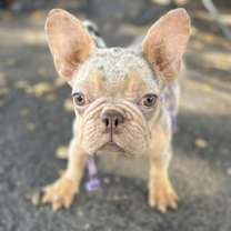 Thumbnail photo of JULIETT #4