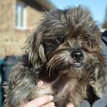 Thumbnail photo of RANGER #1