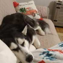 Thumbnail photo of Nikita #1