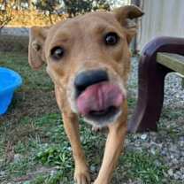 Thumbnail photo of JOLLY/URGENT #2