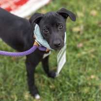 Thumbnail photo of Speckle Pup - Splotches #4