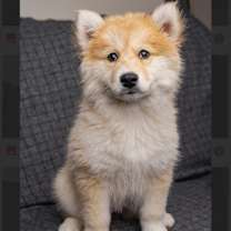 Thumbnail photo of Amika #3