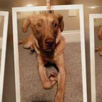 Thumbnail photo of Draco #1